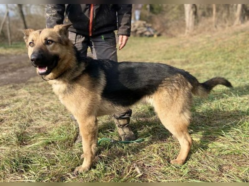 Rex, Schäferhund Mischling
