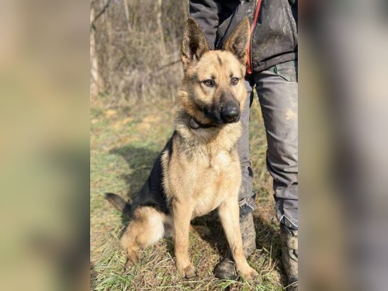 Rex, Schäferhund Mischling