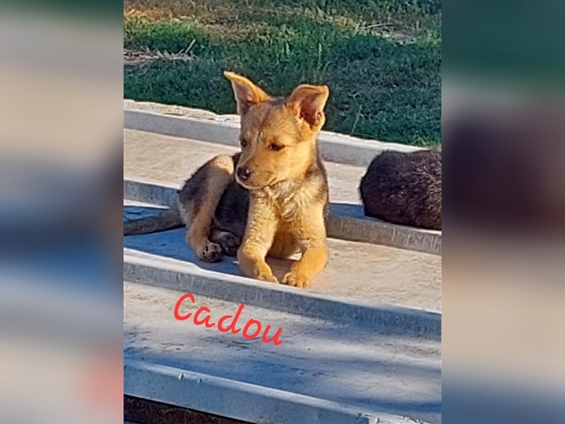 CADOU