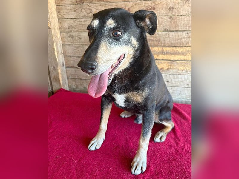 JANOSCH - traurige Geschichte - 13 Jahre, 45cm/15kg - Mischling