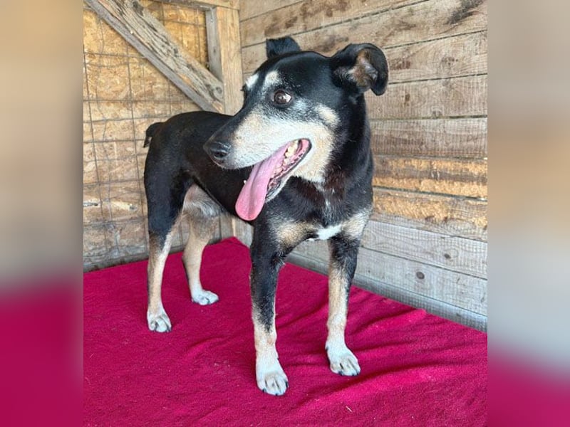 JANOSCH - traurige Geschichte - 13 Jahre, 45cm/15kg - Mischling