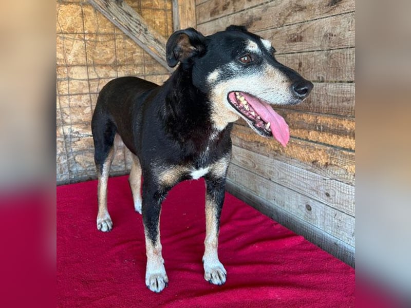 JANOSCH - traurige Geschichte - 13 Jahre, 45cm/15kg - Mischling
