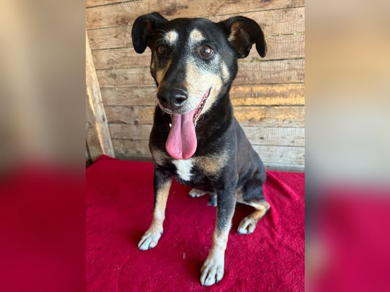 JANOSCH - traurige Geschichte - 13 Jahre, 45cm/15kg - Mischling