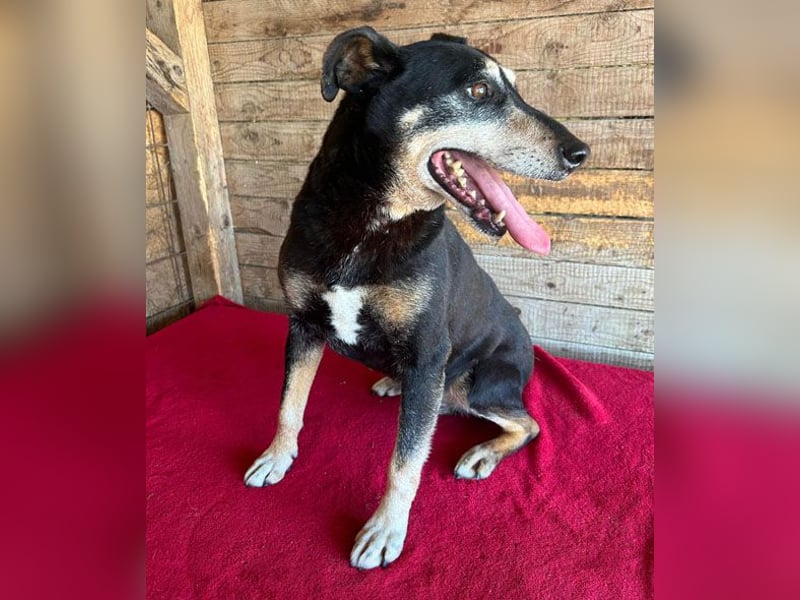 JANOSCH - traurige Geschichte - 13 Jahre, 45cm/15kg - Mischling