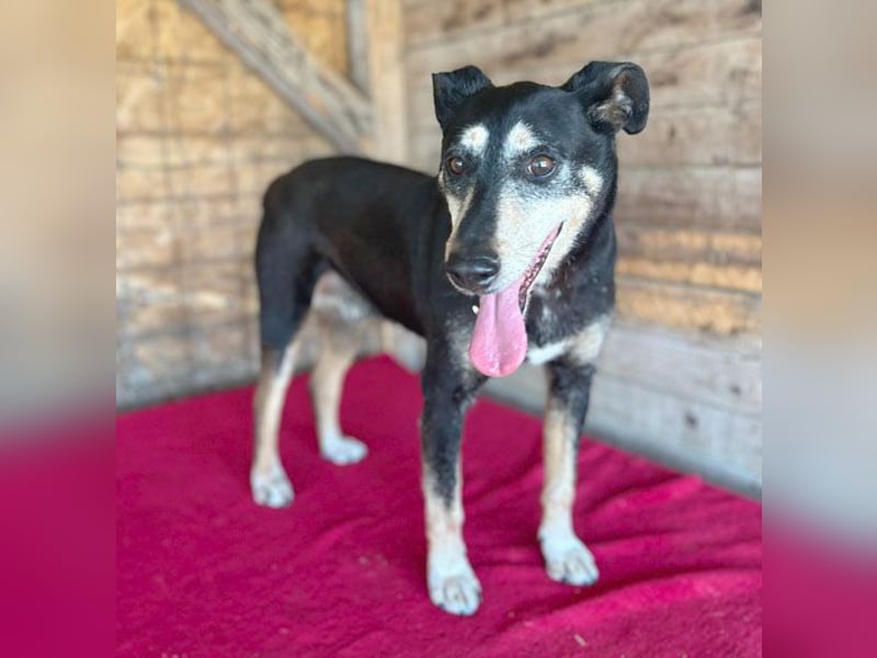 JANOSCH - traurige Geschichte - 13 Jahre, 45cm/15kg - Mischling