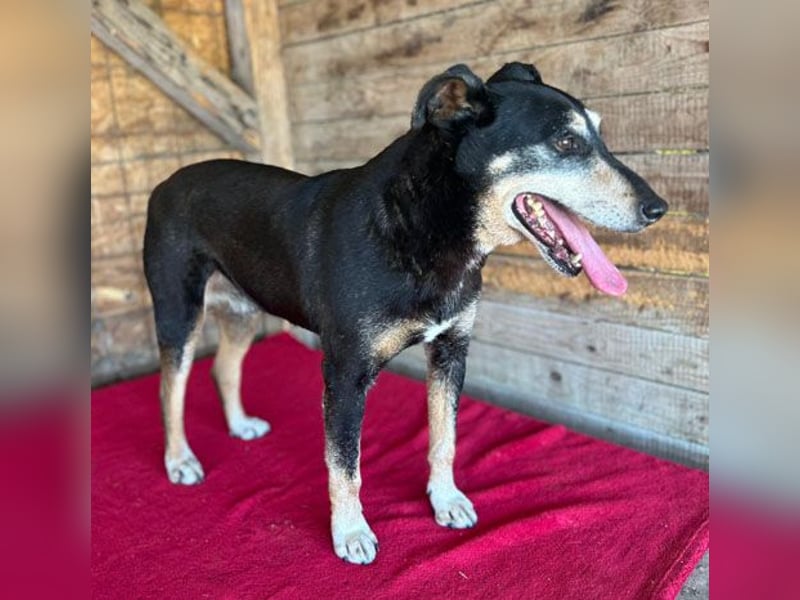 JANOSCH - traurige Geschichte - 13 Jahre, 45cm/15kg - Mischling