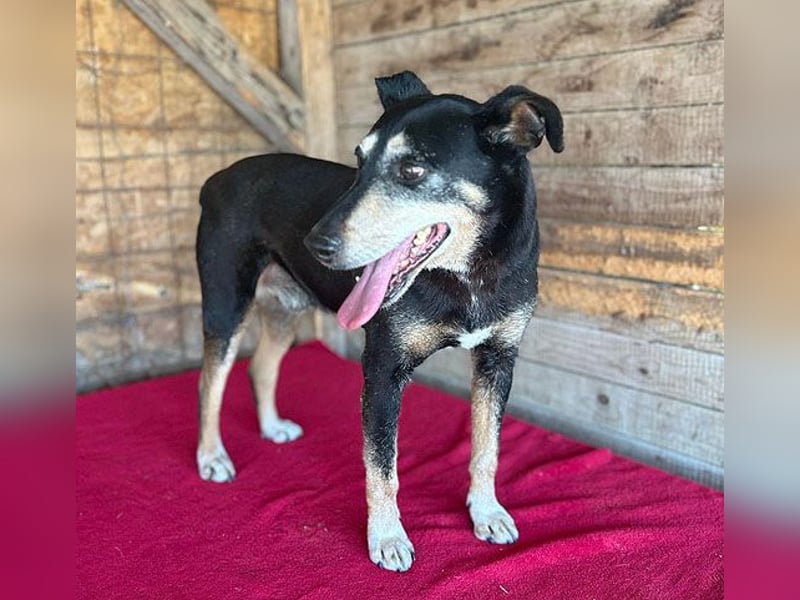 JANOSCH - traurige Geschichte - 13 Jahre, 45cm/15kg - Mischling