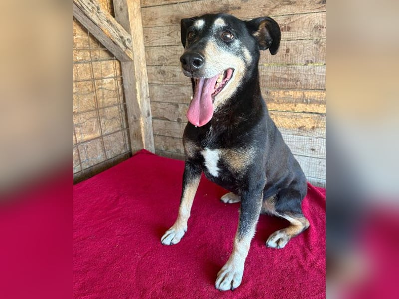 JANOSCH - traurige Geschichte - 13 Jahre, 45cm/15kg - Mischling