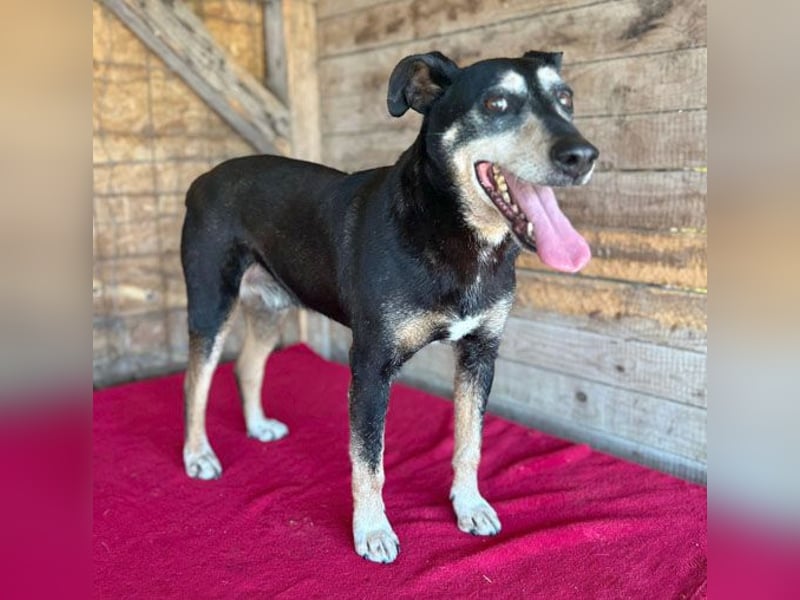 JANOSCH - traurige Geschichte - 13 Jahre, 45cm/15kg - Mischling