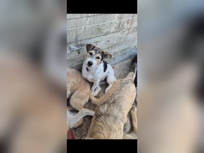 Verschiedene tolle Fellnasen  suchen ein  Zuhause