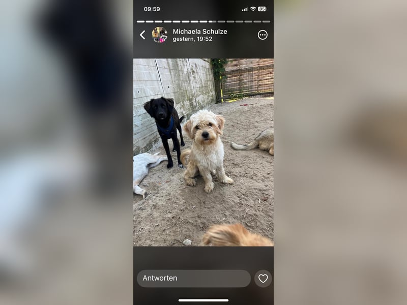 Verschiedene tolle Fellnasen  suchen ein  Zuhause