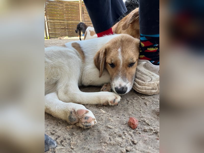 Verschiedene tolle Fellnasen  suchen ein  Zuhause