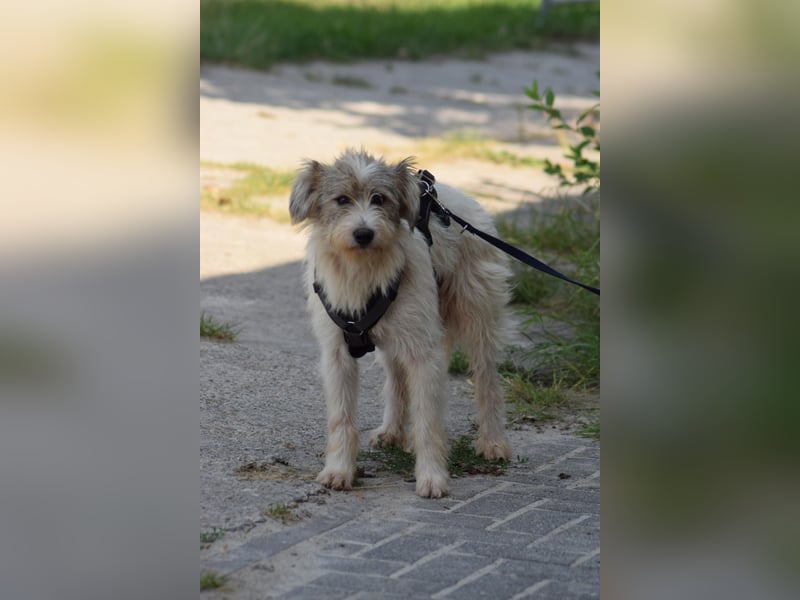 Verschiedene tolle Fellnasen  suchen ein  Zuhause