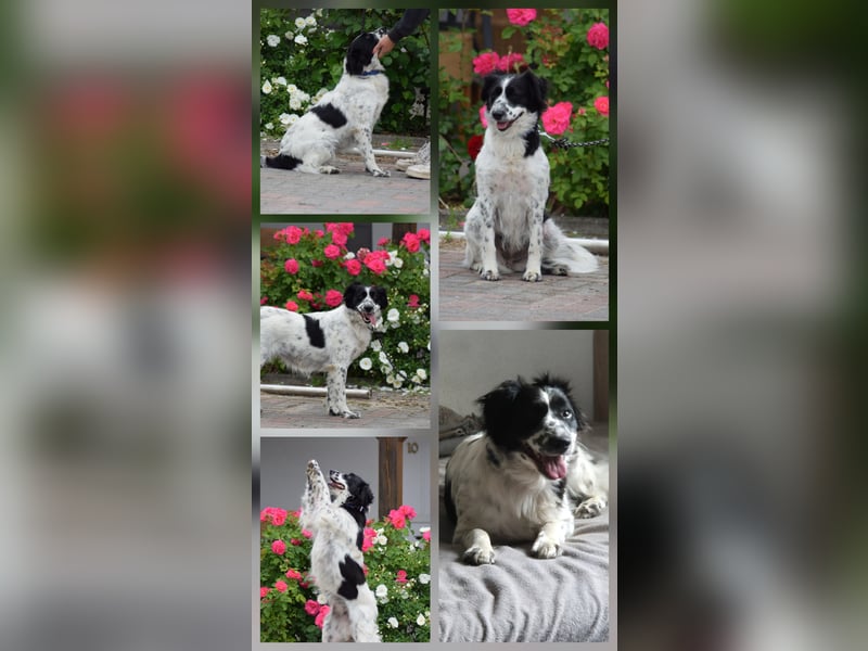 Verschiedene tolle Fellnasen  suchen ein  Zuhause