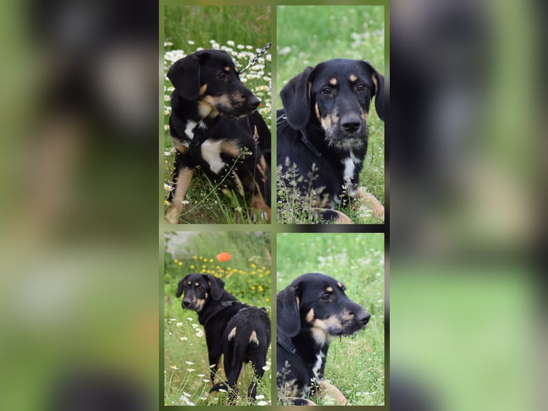 Verschiedene tolle Fellnasen  suchen ein  Zuhause