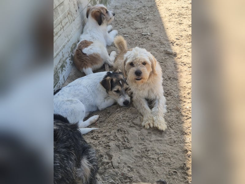 Verschiedene tolle Fellnasen  suchen ein  Zuhause