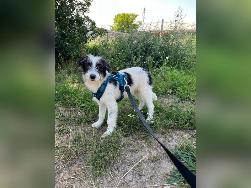 Verschiedene tolle Fellnasen  suchen ein  Zuhause