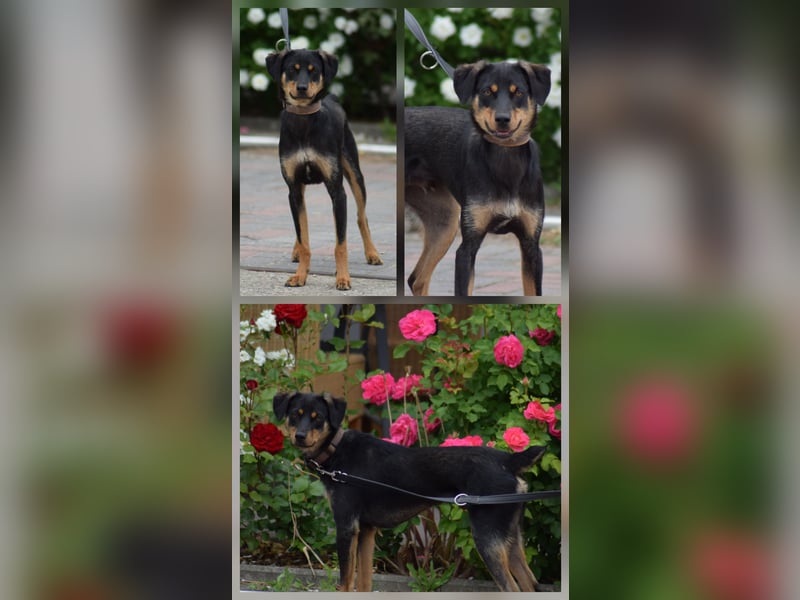 Verschiedene tolle Fellnasen  suchen ein  Zuhause