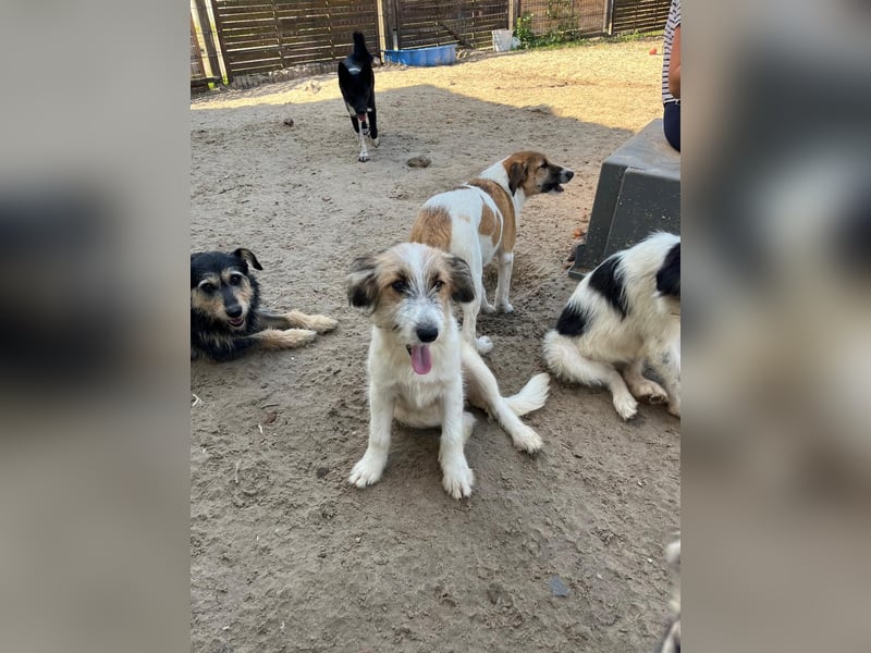 Verschiedene tolle Fellnasen  suchen ein  Zuhause