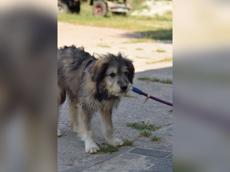Verschiedene tolle Fellnasen  suchen ein  Zuhause