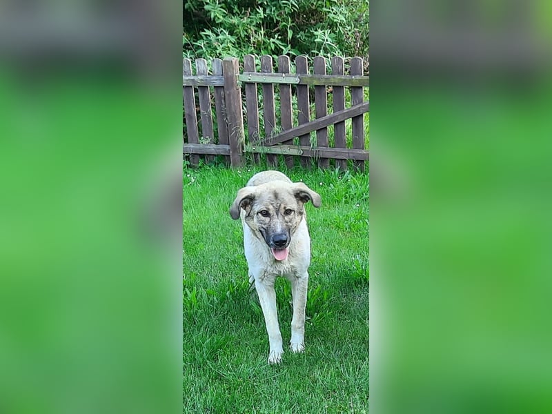 Verschiedene tolle Fellnasen  suchen ein  Zuhause