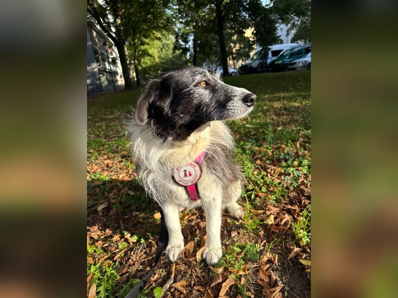 NESCHA - liebe, verschmuste Seniorin sucht ihr Happy End