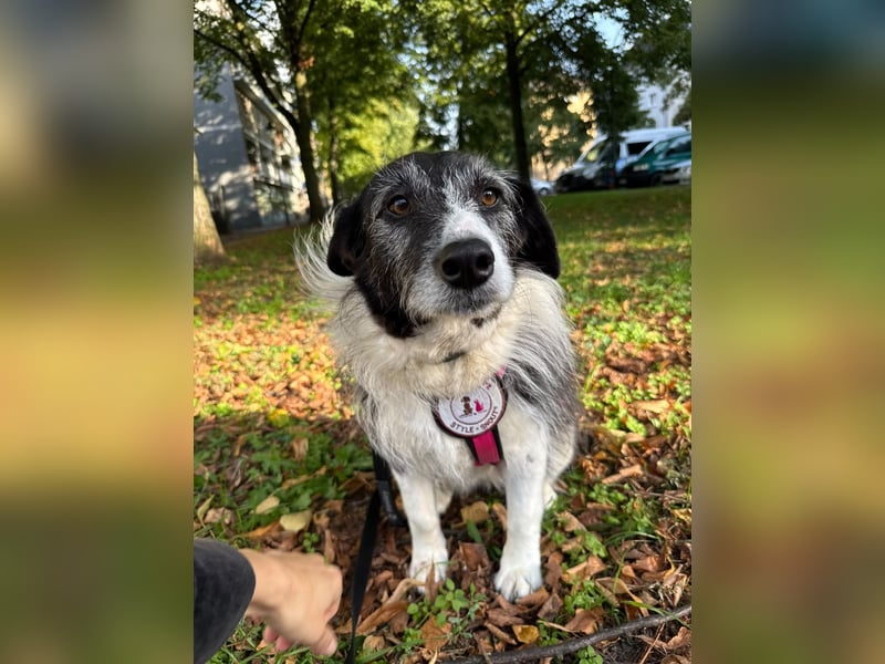 NESCHA - liebe, verschmuste Seniorin sucht ihr Happy End