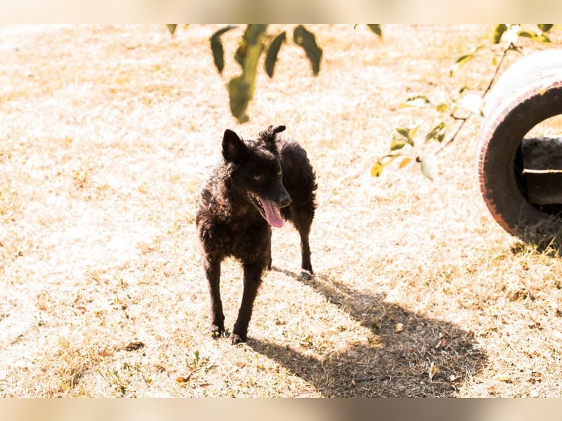 Die sanfte Hündin Nees sucht ihre Menschen zum 06.12.2025