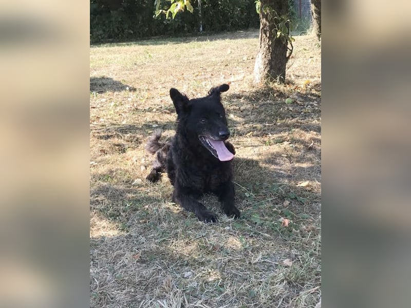 Die sanfte Hündin Nees sucht ihre Menschen zum 06.12.2025