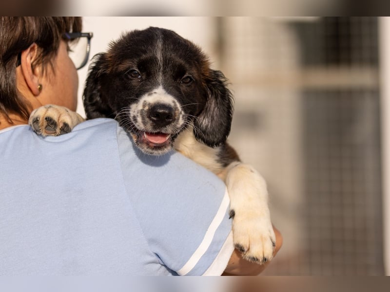 Ozzy kleiner Herzensbrecher sucht seine Familie