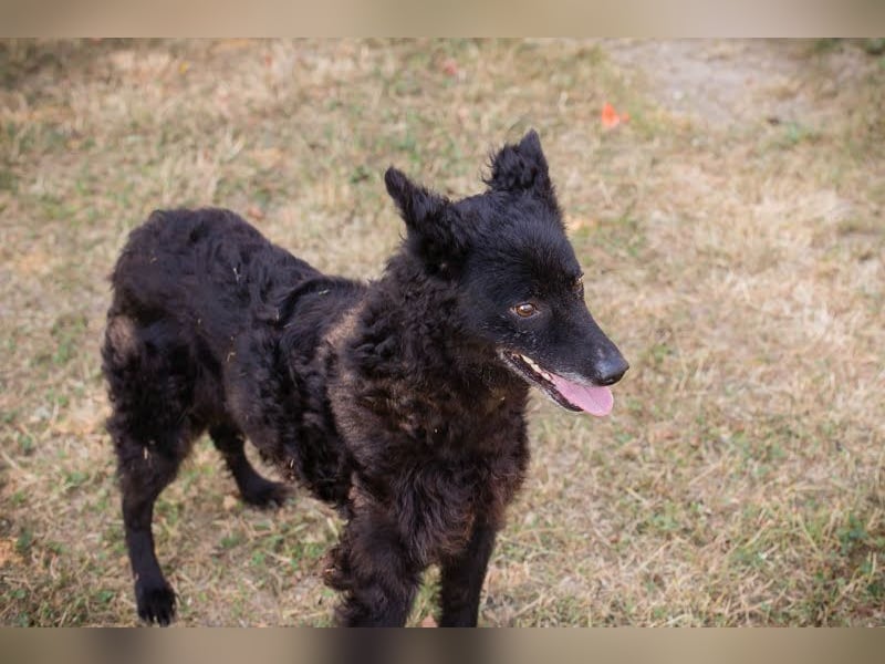 Die sanfte Hündin Nees sucht ihre Menschen zum 06.12.2025