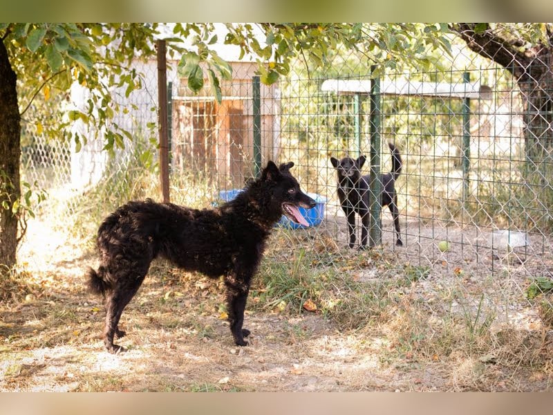 Die sanfte Hündin Nees sucht ihre Menschen zum 06.12.2025