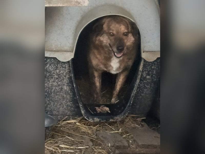 Beethoven möchte endlich ein Zuhause