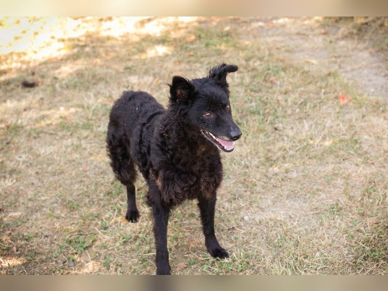 Die sanfte Hündin Nees sucht ihre Menschen zum 06.12.2025