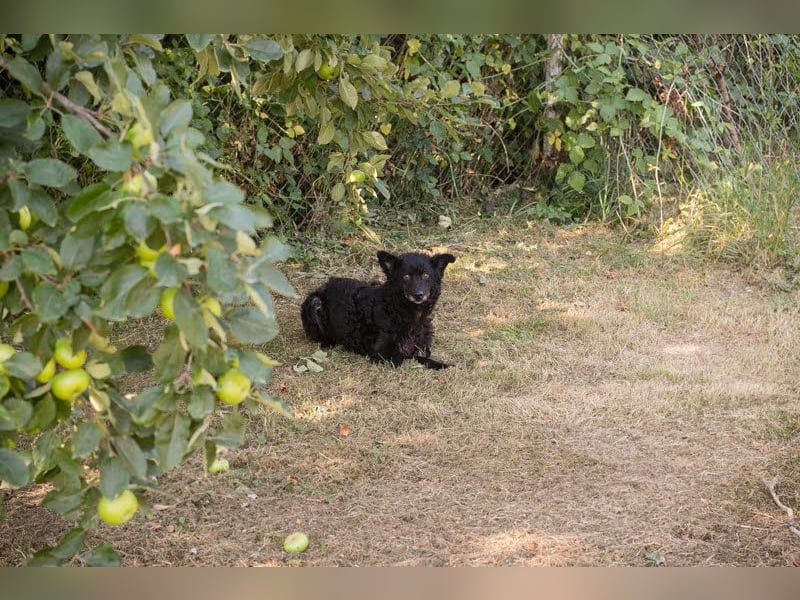 Die sanfte Hündin Nees sucht ihre Menschen zum 06.12.2025