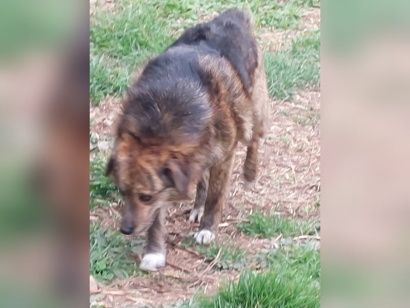 Beethoven möchte endlich ein Zuhause