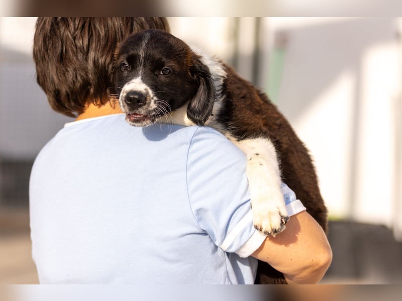 Ozzy kleiner Herzensbrecher sucht seine Familie