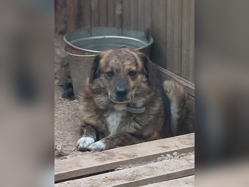 Beethoven möchte endlich ein Zuhause