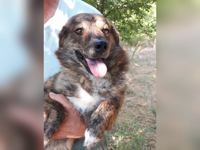 Beethoven möchte endlich ein Zuhause