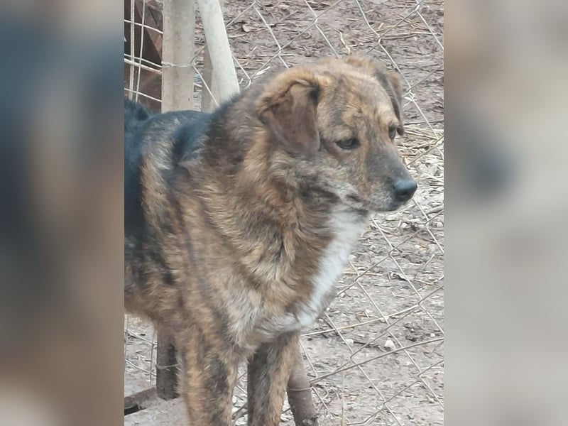 Beethoven möchte endlich ein Zuhause