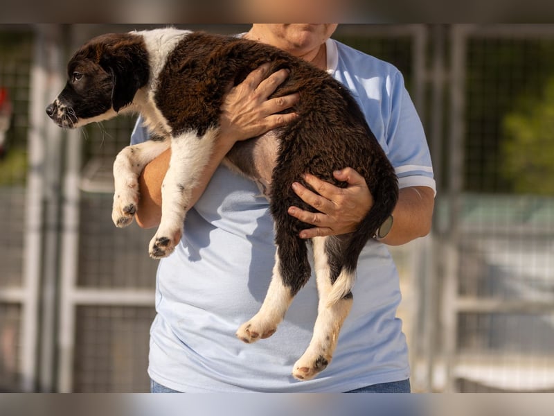 Ozzy kleiner Herzensbrecher sucht seine Familie