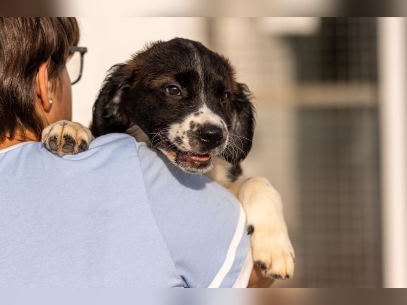 Ozzy kleiner Herzensbrecher sucht seine Familie