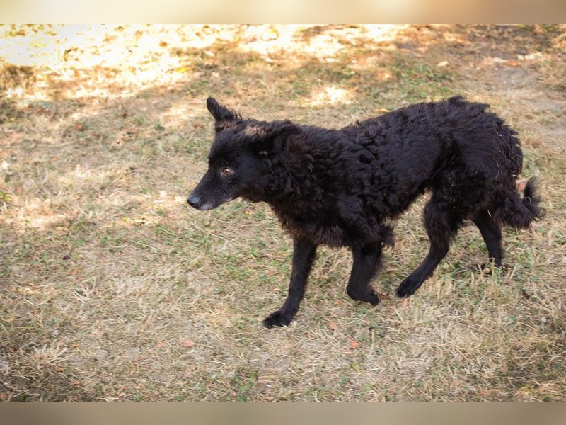 Die sanfte Hündin Nees sucht ihre Menschen zum 06.12.2025