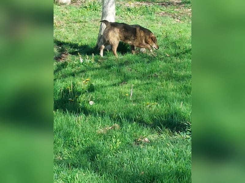 Beethoven möchte endlich ein Zuhause