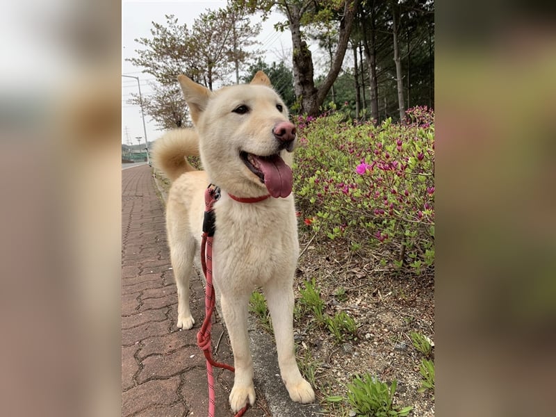 Booyong,verspielter Rüde,ca 3 Jahre,ca.17 kg ,von der Euthanasieliste gerettet,sucht tolles Zuhause