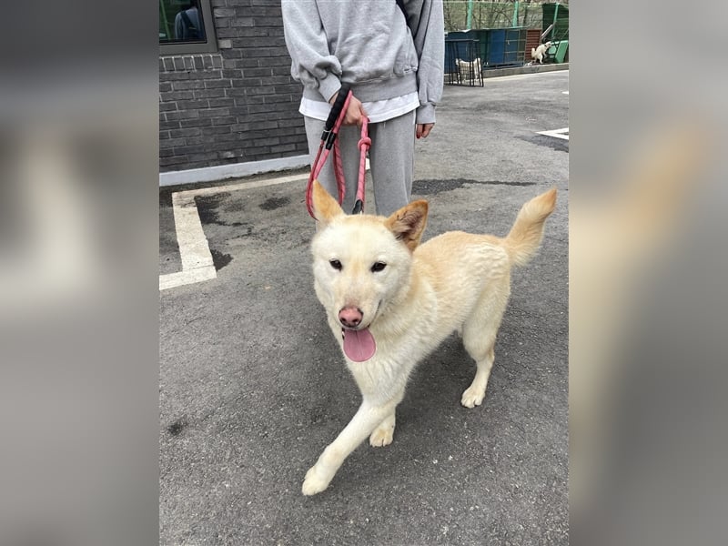 Booyong,verspielter Rüde,ca 3 Jahre,ca.17 kg ,von der Euthanasieliste gerettet,sucht tolles Zuhause