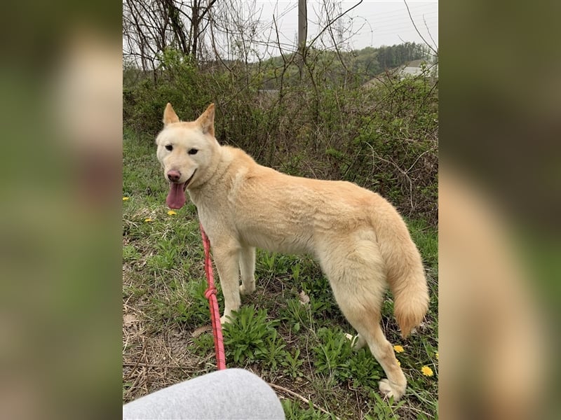 Booyong,verspielter Rüde,ca 3 Jahre,ca.17 kg ,von der Euthanasieliste gerettet,sucht tolles Zuhause