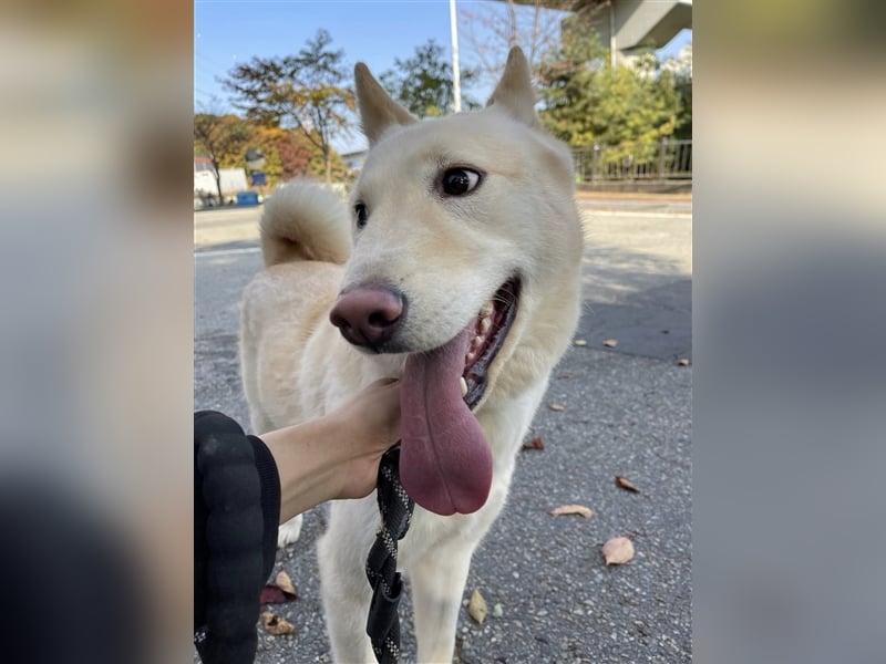 Booyong,verspielter Rüde,ca 3 Jahre,ca.17 kg ,von der Euthanasieliste gerettet,sucht tolles Zuhause