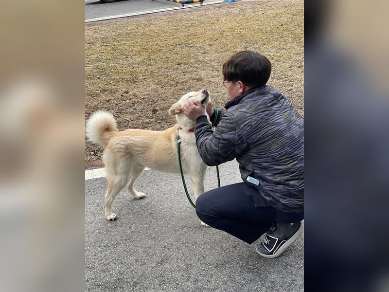 Booyong,verspielter Rüde,ca 3 Jahre,ca.17 kg ,von der Euthanasieliste gerettet,sucht tolles Zuhause