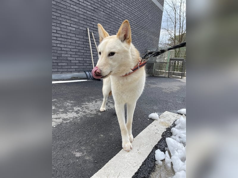 Booyong,verspielter Rüde,ca 3 Jahre,ca.17 kg ,von der Euthanasieliste gerettet,sucht tolles Zuhause
